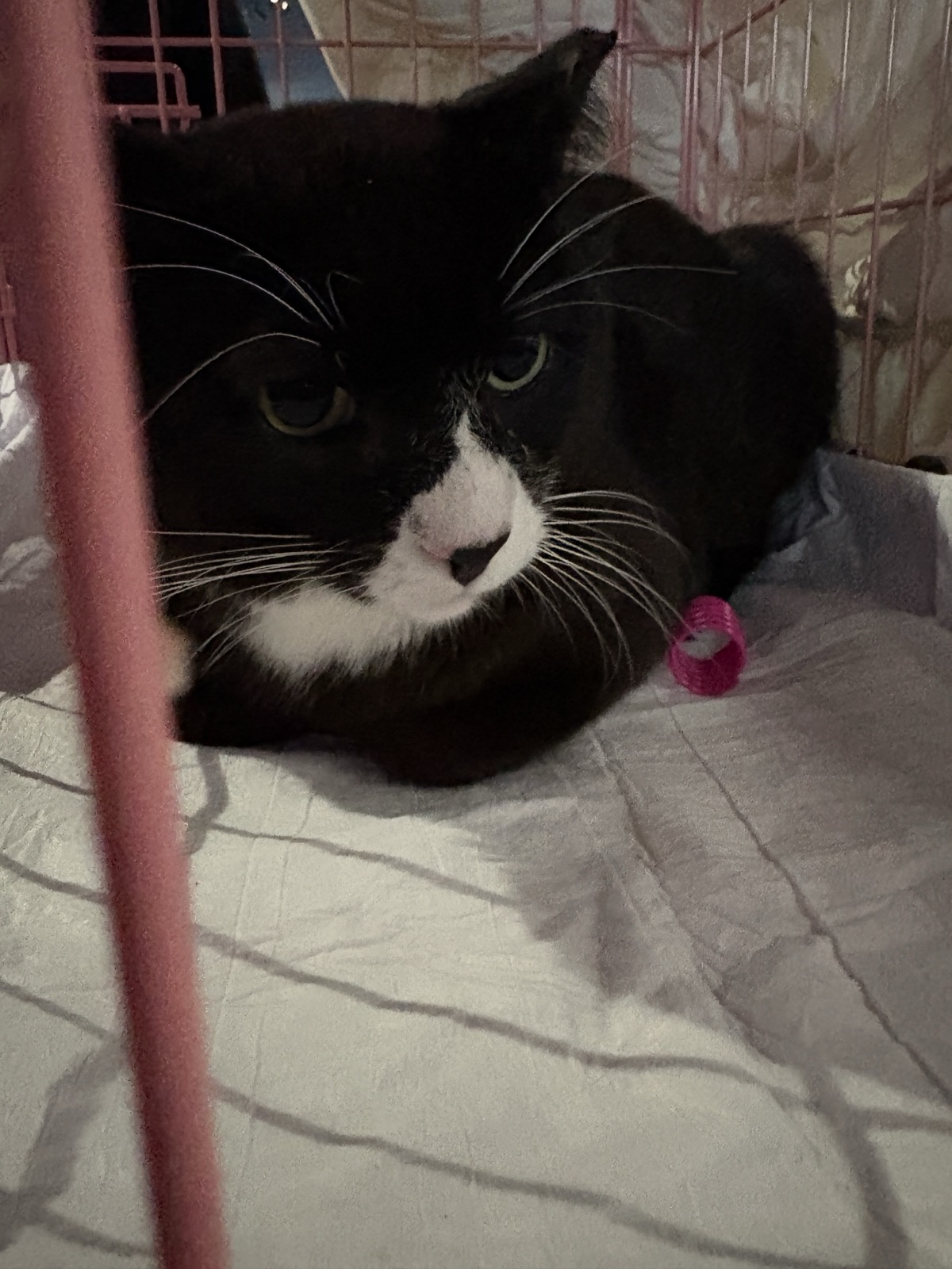 Cookie Coquito in his carrier at the adoption drive.