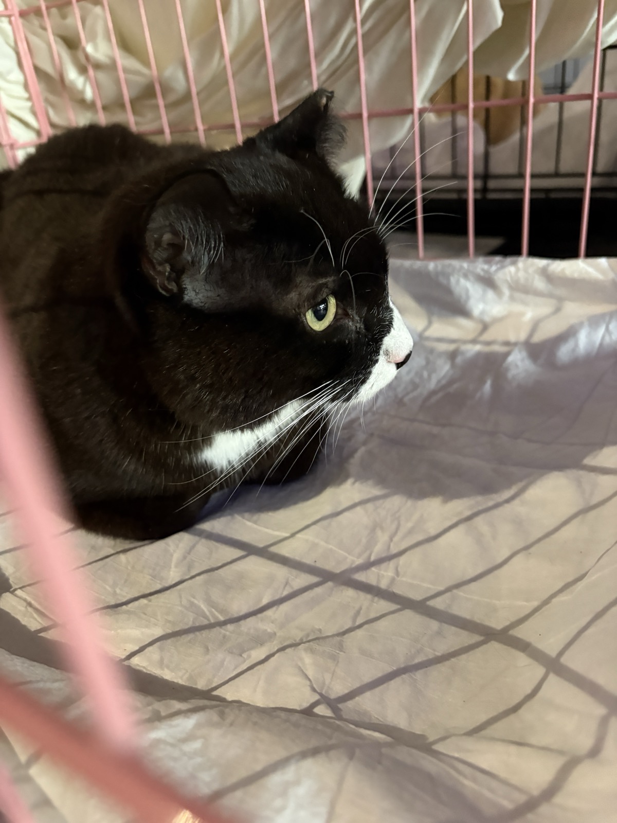 Cookie Coquito looking out from his carrier.